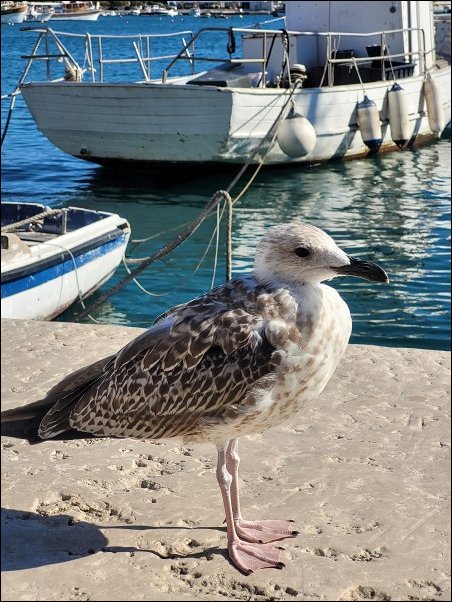 Kroatien22054.jpg